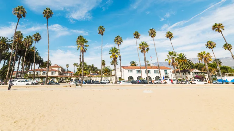 Palm trees by the shore in Santa Barbara, California